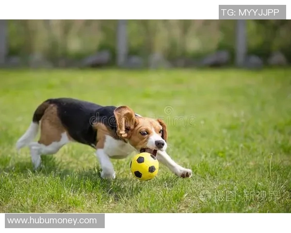 汪星人足球明星的精彩瞬间与背后的感人故事